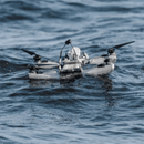 DIODON HP30 Waterproof UAV DIODON-HP30 Volatus Drones