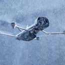 Vantage Robotics Vesper 2.4GHz UAV Public Safety PRO Bundle VANTAGE - VESPER - PS - PRO - BUN Volatus Drones